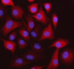 Immunofluorescent staining of STOML3 using anti-STOML3 antibody. STOML3 was detected in an immunocytochemical section of cells. Enzyme antigen retrieval was performed using IHC enzyme antigen retrieval reagent for 15 mins. The cells were blocked with 10% goat serum. And then incubated with 5 ug/ml rabbit anti-STOML3 antibody overnight at 4oC. Cy3 Conjugated Goat Anti-Rabbit IgG was used as secondary antibody at 1:500 dilution and incubated for 30 minutes at 37oC. The section was counterstained with DAPI nuclear stain (blue). Visualize using a fluorescence microscope and filter sets appropriate for the label used.