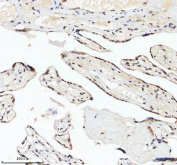 Immunohistochemical staining of IRF2BP1 using anti-IRF2BP1 antibody. IRF2BP1 was detected in a paraffin-embedded section of human placental tissue. Heat mediated antigen retrieval was performed in EDTA buffer (pH 8.0, epitope retrieval solution). The tissue section was blocked with 10% goat serum. The tissue section was then incubated with 2 ug/ml rabbit anti-IRF2BP1 antibody overnight at 4oC. Peroxidase Conjugated Goat Anti-rabbit IgG was used as secondary antibody and incubated for 30 minutes at 37oC. The tissue section was developed using an HRP secondary and DAB substrate.