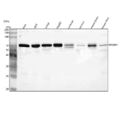 Western blot analysis of IRF2BP1 using anti-IRF2BP1 antibody. Lane 1: human Hela whole cell lysates, Lane 2: human 293T whole cell lysates, Lane 3: human Jurkat whole cell lysates, Lane 4: human HepG2 whole cell lysates, Lane 5: rat brain tissue lysates, Lane 6: rat liver tissue lysates, Lane 7: mouse brain tissue lysates, Lane 8: mouse liver tissue lysates. After electrophoresis, proteins were transferred to a nitrocellulose membrane at 150 mA for 50-90 minutes. Blocked the membrane with 5% non-fat milk/TBS for 1.5 hour at RT. The membrane was incubated with rabbit anti-IRF2BP1 antibody at 0.5 ug/ml overnight at 4oC, then washed with TBS-0.1%Tween 3 times with 5 minutes each and probed with a goat anti-rabbit IgG-HRP secondary antibody at a dilution of 1:5000 for 1.5 hour at RT. The signal was developed using enhanced chemiluminescent. A dominant band is observed at approximately 70-72 kDa, consistent with the known electrophoretic mobility of phosphorylated full-length IRF2BP1 (predicted ~62 kDa).