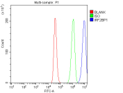 Flow cytometry analysis of fixed and permeabilized human HEL cells with IRF2BP1 antibody at 1ug/million cells (blocked with goat sera); Red=cells alone, Green=isotype control, Blue= IRF2BP1 antibody.