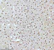 Immunohistochemical staining of IRF2BP1 using anti-IRF2BP1 antibody. IRF2BP1 was detected in a paraffin-embedded section of mouse brain tissue. Heat mediated antigen retrieval was performed in EDTA buffer (pH 8.0, epitope retrieval solution). The tissue section was blocked with 10% goat serum. The tissue section was then incubated with 2 ug/ml rabbit anti-IRF2BP1 antibody overnight at 4oC. Peroxidase Conjugated Goat Anti-rabbit IgG was used as secondary antibody and incubated for 30 minutes at 37oC. The tissue section was developed using an HRP secondary and DAB substrate.