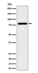 Western blot analysis of PRMT7 expression in human HeLa cell lysate. Predicted molecular weight ~78 kDa.
