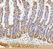 Immunohistochemical staining of PAFAH1B2 using anti-PAFAH1B2 antibody. PAFAH1B2 was detected in a paraffin-embedded section of mouse colon tissue. Heat mediated antigen retrieval was performed in EDTA buffer (pH 8.0, epitope retrieval solution). The tissue section was blocked with 10% goat serum. The tissue section was then incubated with 2 ug/ml rabbit anti-PAFAH1B2 antibody overnight at 4oC. Peroxidase Conjugated Goat Anti-rabbit IgG was used as secondary antibody and incubated for 30 minutes at 37oC. The tissue section was developed using an HRP secondary and DAB substrate.