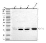 Western blot analysis of PAFAH1B2 using anti-PAFAH1B2 antibody. Lane 1: human 293T whole cell lysates, Lane 2: human HEL whole cell lysates, Lane 3: human Caco-2 whole cell lysates, Lane 4: mouse testis tissue lysates. After electrophoresis, proteins were transferred to a nitrocellulose membrane at 150 mA for 50-90 minutes. Blocked the membrane with 5% non-fat milk/TBS for 1.5 hour at RT. The membrane was incubated with rabbit anti-PAFAH1B2 antibody at 0.5 ug/ml overnight at 4oC, then washed with TBS-0.1%Tween 3 times with 5 minutes each and probed with a goat anti-rabbit IgG-HRP secondary antibody at a dilution of 1:5000 for 1.5 hour at RT. The signal was developed using enhanced chemiluminescent. A ~26-27 kDa doublet is observed, consistent with phosphorylation dependent and minor processing related mobility differences of the enzyme.