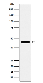 Western blot analysis of ACTR1B expression in 293 cell lysate.