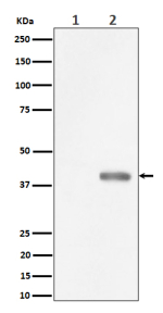 Western blot analysis of Phospho-PBK/TOPK (Thr9) expression in (1) HeLa cell lysate; (2) HeLa cell treated with Nocodazole lysate using Phospho-PBK (Thr9) Antibody. Predicted molecular weight of the PBK protein is ~36 kDa