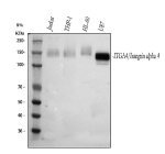 Western blot analysis of Integrin Alpha 4/ITGA4 using anti-ITGA4 antibody. Lane 1: human Jurkat whole cell lysates, Lane 2: human THP-1 whole cell lysates, Lane 3: human HL-60 whole cell lysates, Lane 4: human U87 whole cell lysates. After electrophoresis, proteins were transferred to a nitrocellulose membrane at 150 mA for 50-90 minutes. Blocked the membrane with 5% non-fat milk/TBS for 1.5 hour at RT. The membrane was incubated with rabbit anti-ITGA4 antibody at 0.5 ug/ml overnight at 4oC, then washed with TBS-0.1%Tween 3 times with 5 minutes each and probed with a goat anti-rabbit IgG-HRP secondary antibody at a dilution of 1:5000 for 1.5 hour at RT. The signal was developed using enhanced chemiluminescent. A broad band is detected at ~150 kDa in most samples, consistent with the mature glycosylated alpha 4 subunit; U87 shows a prominent ~130-140 kDa band with a minor lower species, consistent with cell-type-dependent glycosylation and limited processing relative to the ~115 kDa core mass.