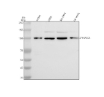 Western blot analysis of SYNPO2L using anti-SYNPO2L antibody. Lane 1: human Jurkat whole cell lysates, Lane 2: human U20S whole cell lysates, Lane 3: human SH-SY5Y whole cell lysates, Lane 4: rat testis tissue lysates. After electrophoresis, proteins were transferred to a nitrocellulose membrane at 150 mA for 50-90 minutes. Blocked the membrane with 5% non-fat milk/TBS for 1.5 hour at RT. The membrane was incubated with rabbit anti-SYNPO2L antibody at 0.5 ug/ml overnight at 4oC, then washed with TBS-0.1%Tween 3 times with 5 minutes each and probed with a goat anti-rabbit IgG-HRP secondary antibody at a dilution of 1:5000 for 1.5 hour at RT. The signal was developed using enhanced chemiluminescent. A specific band was detected for SYNPO2L at approximately 102 kDa. The expected molecular weight of SYNPO2L is ~102 kDa.