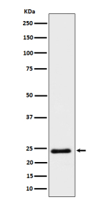 Western blot analysis of Mras expression in human HeLa cell lysate using MRAS antibody. Predicted molecular weight ~24 kDa.