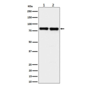 Western blot analysis of PKC delta + PKC theta expression in (1) human HeLa cell lysate; (2) mouse Raw264.7 cell lysate using PKC delta/theta Antibody. Predicted molecular weight: 68-82 kDa.