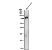 Mouse heart tissue lysate tested with PKC delta/theta Antibody at 1:1000 dilution for 1 hour at room temperature. Predicted molecular weight: 68-82 kDa.