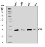 Western blot analysis of DCTPP1 using anti-DCTPP1 antibody. Lane 1: human HepG2 whole cell lysates, Lane 2: human Jurkat whole cell lysates, Lane 3: human K562 whole cell lysates, Lane 4: human PC-3 whole cell lysates. After electrophoresis, proteins were transferred to a nitrocellulose membrane at 150 mA for 50-90 minutes. Blocked the membrane with 5% non-fat milk/TBS for 1.5 hour at RT. The membrane was incubated with rabbit anti-DCTPP1 antibody at 0.5 ug/ml overnight at 4oC, then washed with TBS-0.1%Tween 3 times with 5 minutes each and probed with a goat anti-rabbit IgG-HRP secondary antibody at a dilution of 1:5000 for 1.5 hour at RT. The signal was developed using enhanced chemiluminescent. A specific band was detected for DCTPP1 at approximately 19 kDa. The expected molecular weight of DCTPP1 is ~19 kDa.