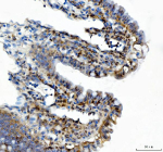 Immunohistochemical staining of DCTPP1 using anti-DCTPP1 antibody. DCTPP1 was detected in a paraffin-embedded section of mouse colon tissue. Heat mediated antigen retrieval was performed in EDTA buffer (pH 8.0, epitope retrieval solution). The tissue section was blocked with 10% goat serum. The tissue section was then incubated with 2 ug/ml rabbit anti-DCTPP1 antibody overnight at 4oC. Peroxidase Conjugated Goat Anti-rabbit IgG was used as secondary antibody and incubated for 30 minutes at 37oC. The tissue section was developed using an HRP secondary and DAB substrate.