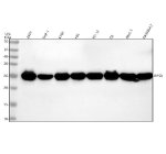 Western blot analysis of RPS8 using anti-RPS8 antibody. Lane 1: human 293T whole cell lysates, Lane 2: human THP-1 whole cell lysates, Lane 3: human K562 whole cell lysates, Lane 4: human HEL whole cell lysates, Lane 5: rat PC-12 whole cell lysates, Lane 6: rat C6 whole cell lysates, Lane 7: mouse ANA-1 whole cell lysates, Lane 8: mouse RAW264.7 whole cell lysates. After electrophoresis, proteins were transferred to a nitrocellulose membrane at 150 mA for 50-90 minutes. Blocked the membrane with 5% non-fat milk/TBS for 1.5 hour at RT. The membrane was incubated with rabbit anti-RPS8 antibody at 1:500 overnight at 4oC, then washed with TBS-0.1%Tween 3 times with 5 minutes each and probed with a goat anti-rabbit IgG-HRP secondary antibody at a dilution of 1:500 for 1.5 hour at RT. The signal was developed using enhanced chemiluminescent. A specific band is observed at ~26 kDa, consistent with post-translationally modified RPS8 running slightly above its predicted ~24 kDa.