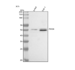 Western blot analysis of IRAK4 using anti-IRAK4 antibody. Lane 1: human Jurkat whole cell lysates, Lane 2: human THP-1 whole cell lysates. After electrophoresis, proteins were transferred to a nitrocellulose membrane at 150 mA for 50-90 minutes. Blocked the membrane with 5% non-fat milk/TBS for 1.5 hour at RT. The membrane was incubated with rabbit anti-IRAK4 antibody at 0.5 ug/ml overnight at 4oC, then washed with TBS-0.1%Tween 3 times with 5 minutes each and probed with a goat anti-rabbit IgG-HRP secondary antibody at a dilution of 1:5000 for 1.5 hour at RT. The signal was developed using enhanced chemiluminescent. A major band is observed at ~52 kDa corresponding to full-length IRAK4. In THP-1 lysates, an additional lower-migrating band appears, consistent with a mixture of phosphorylated and non-phosphorylated forms of IRAK4 reported in activated myeloid cells.