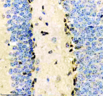 Immunohistochemical staining of CRKL using anti-CRKL antibody. CRKL was detected in a paraffin-embedded section of mouse brain tissue. Heat mediated antigen retrieval was performed in EDTA buffer (pH 8.0, epitope retrieval solution). The tissue section was blocked with 10% goat serum. The tissue section was then incubated with 1:50 rabbit anti-CRKL antibody overnight at 4oC. Peroxidase Conjugated Goat Anti-rabbit IgG was used as secondary antibody and incubated for 30 minutes at 37oC. The tissue section was developed using an HRP secondary and DAB substrate.