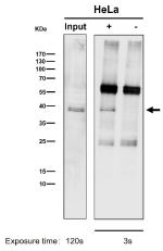 Immunoprecipitation analysis using the CRKL antibody at 1:50 dilution. Western blot at 1:1000 dilution. The expected molecular weight of CRKL is 34-39 kDa.