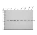 Western blot analysis of CRKL using anti-CRKL antibody. Electrophoresis was performed on a 10% SDS-PAGE gel at 80V (Stacking gel) / 120V (Resolving gel) for 2 hours. Lane 1: human Hela whole cell lysates, Lane 2: human Jurkat whole cell lysates, Lane 3: human HepG2 whole cell lysates, Lane 4: human Raji whole cell lysates, Lane 5: rat spleen tissue lysates, Lane 6: rat heart tissue lysates, Lane 7: mouse spleen tissue lysates, Lane 8: mouse heart tissue lysates. After electrophoresis, proteins were transferred to a nitrocellulose membrane at 150 mA for 50-90 minutes. Blocked the membrane with 5% non-fat milk/TBS for 1.5 hour at RT. The membrane was incubated with rabbit anti-CRKL antibody at 1:500 overnight at 4oC, then washed with TBS-0.1%Tween 3 times with 5 minutes each and probed with a goat anti-rabbit IgG-HRP secondary antibody at a dilution of 1:5000 for 1.5 hour at RT. The signal was developed using an ECL Plus Western Blotting Substrate. A specific band was detected for CRKL at approximately 37 kDa. The expected molecular weight of CRKL is 34-39 kDa.