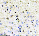 Immunohistochemical staining of CRKL using anti-CRKL antibody. CRKL was detected in a paraffin-embedded section of mouse brain tissue. Heat mediated antigen retrieval was performed in EDTA buffer (pH 8.0, epitope retrieval solution). The tissue section was blocked with 10% goat serum. The tissue section was then incubated with 1:50 rabbit anti-CRKL antibody overnight at 4oC. Peroxidase Conjugated Goat Anti-rabbit IgG was used as secondary antibody and incubated for 30 minutes at 37oC. The tissue section was developed using an HRP secondary and DAB substrate.