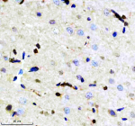 Immunohistochemical staining of CRKL using anti-CRKL antibody. CRKL was detected in a paraffin-embedded section of rat brain tissue. Heat mediated antigen retrieval was performed in EDTA buffer (pH 8.0, epitope retrieval solution). The tissue section was blocked with 10% goat serum. The tissue section was then incubated with 1:50 rabbit anti-CRKL antibody overnight at 4oC. Peroxidase Conjugated Goat Anti-rabbit IgG was used as secondary antibody and incubated for 30 minutes at 37oC. The tissue section was developed using an HRP secondary and DAB substrate.