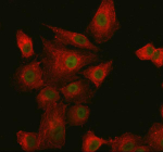 Immunofluorescent staining of SUPT20H using anti-SUPT20H antibody (green) and anti-Beta Tubulin antibody (red).  SUPT20H was detected in an immunocytochemical section of cells. Enzyme antigen retrieval was performed using IHC enzyme antigen retrieval reagent for 15 mins. The cells were blocked with 10% goat serum. And then incubated with 5 ug/ml rabbit anti-SUPT20H antibody and mouse anti-Beta Tubulin antibody overnight at 4oC. DyLight 488 Conjugated Goat Anti-Rabbit IgG and Cy3 Conjugated Goat Anti-Mouse IgG were used as secondary antibody at 1:500 dilution and incubated for 30 minutes at 37oC. Visualize using a fluorescence microscope and filter sets appropriate for the label used.