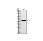 Western blot analysis of NPY2R using anti-NPY2R antibody. Electrophoresis was performed on a 10% SDS-PAGE gel at 80V (Stacking gel) / 120V (Resolving gel) for 2 hours. Lane 1: human whole cell lysates. After electrophoresis, proteins were transferred to a nitrocellulose membrane at 150 mA for 50-90 minutes. Blocked the membrane with 5% non-fat milk/TBS for 1.5 hour at RT. The membrane was incubated with rabbit anti-NPY2R antibody at 0.5 ug/ml overnight at 4oC, then washed with TBS-0.1%Tween 3 times with 5 minutes each and probed with a goat anti-rabbit IgG-HRP secondary antibody at a dilution of 1:5000 for 1.5 hour at RT. The signal was developed using an ECL Plus Western Blotting Substrate. A specific band was detected for NPY2R at approximately 43 kDa. The expected molecular weight of NPY2R is ~43 kDa.