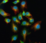 Immunofluorescent staining of NPY2R using anti-NPY2R antibody (green) and anti-Beta Tubulin antibody (red). NPY2R was detected in an immunocytochemical section of cells. Enzyme antigen retrieval was performed using IHC enzyme antigen retrieval reagent for 15 mins. The cells were blocked with 10% goat serum. And then incubated with 5 ug/ml rabbit anti-NPY2R antibody and mouse anti-Beta Tubulin antibody overnight at 4oC. DyLight 488 Conjugated Goat Anti-Rabbit IgG and Cy3 Conjugated Goat Anti-Mouse IgG were used as secondary antibody at 1:500 dilution and incubated for 30 minutes at 37oC. The section was counterstained with DAPI nuclear stain (blue). Visualize using a fluorescence microscope and filter sets appropriate for the label used.
