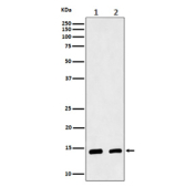 Western blot analysis of CRABP2 expression in (1) human MCF7 cell lysate; (2) mouse skin lysate. Predicted molecular weight ~16 kDa.