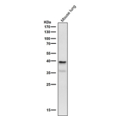 Mouse lung tissue lysate tested with the Phospho-PRAS40 (Thr246) antibody at 1:2000 dilution for 1 hour at room temperature. Predicted molecular weight ~40 kDa.