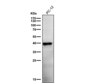 Rat PC-12 cell lysate tested with the Phospho-PRAS40 (Thr246) antibody at 1:1000 dilution for 1 hour at room temperature. Predicted molecular weight ~40 kDa.