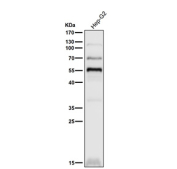 Human HepG2 cell lysate western blot tested with the PPAR gamma antibody at 1:3000 dilution for 1 hour at room temperature. Predicted molecular weight: 54-57 kDa.