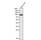 Western blot testing of mouse skin lysate with the MPO antibody at 1:1000 dilution for 1 hour at room temperature. Predicted molecular weight ~73 kDa but may be observed at higher molecular weights due to glycosylation.