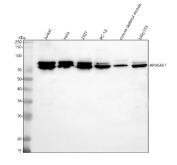 Western blot analysis of ARHGEF7 using anti-ARHGEF7 antibody. Lane 1: human Jurkat whole cell lysates, Lane 2: human Hela whole cell lysates, Lane 3: human 293T whole cell lysates, Lane 4: rat PC-12 whole cell lysates, Lane 5: mouse skeletal muscle lysates, Lane 6: mouse NIH/3T3 whole cell lysates. After electrophoresis, proteins were transferred to a nitrocellulose membrane at 150 mA for 50-90 minutes. Blocked the membrane with 5% non-fat milk/TBS for 1.5 hour at RT. The membrane was incubated with rabbit anti-ARHGEF7 antibody at 0.5 ug/ml overnight at 4oC, then washed with TBS-0.1%Tween 3 times with 5 minutes each and probed with a goat anti-rabbit IgG-HRP secondary antibody at a dilution of 1:5000 for 1.5 hour at RT. The signal was developed using enhanced chemiluminescent. ARHGEF7 (Beta-Pix) western blot across human and mouse samples shows a tight doublet at ~80 kDa. The paired bands are consistent with co-existing Beta-Pix isoforms and differential phosphorylation, a well-described feature of this scaffold GEF.