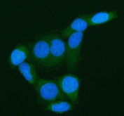 Immunofluorescent staining of FFPE human HeLa cells with ARHGEF7 antibody (green) and DAPI nuclear stain (blue). HIER: steam section in pH6 citrate buffer for 20 min.