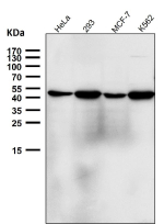 Western blot testing using the NFE2 antibody at 1:2000 dilution for 1 hour at room temperature. Predicted molecular weight ~41 kDa, observed at 41-45 kDa.