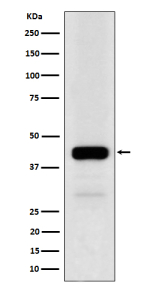 Western blot analysis of NFE2 expression in human K562 cell lysate using NFE2 antibody. Predicted molecular weight ~41 kDa, observed at 41-45 kDa.