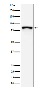 Western blot analysis of MS4A14 expression in human MCF7 cell lysate using MS4A14 antibody. Predicted molecular weight ~77 kDa.