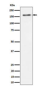 Western blot analysis of TMF expression in human HeLa cell lysate using TMF1 antibody. TMF1 western blot shows a major band at ~160 kDa. Although the calculated mass is ~123 kDa, TMF1 is a coiled-coil Golgi scaffold that commonly migrates above its predicted size, consistent with the observed band.