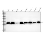 Western blot analysis of using anti-ARL2 antibody. Lane 1: human T-47D whole cell lysates, Lane 2: human whole cell lysates, Lane 3: human U-397 whole cell lysates, Lane 4: human Hela whole cell lysates, Lane 5: rat liver tissue lysates, Lane 6: rat lung tissue lysates, Lane 7: mouse liver tissue lysates, Lane 8: mouse lung tissue lysates. After electrophoresis, proteins were transferred to a nitrocellulose membrane at 150 mA for 50-90 minutes. Blocked the membrane with 5% non-fat milk/TBS for 1.5 hour at RT. The membrane was incubated with rabbit anti-ARL2 antibody at 0.5 ug/ml overnight at 4oC, then washed with TBS-0.1%Tween 3 times with 5 minutes each and probed with a goat anti-rabbit IgG-HRP secondary antibody at a dilution of 1:5000 for 1.5 hour at RT. The signal was developed using enhanced chemiluminescent. ARL2 western blot across human and rodent samples shows a single band migrating at ~17-18 kDa. Although the predicted molecular weight is ~21 kDa, ARL2 commonly runs lower on standard Tris-glycine SDS-PAGE due to its small size and acidic nature, which cause faster electrophoretic migration. The observed band is consistent with full-length ARL2.