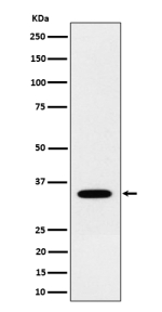 Western blot analysis of NTH1 expression in human 293 cell lysate using NTHL1 antibody. Predicted molecular weight ~34 kDa.
