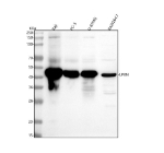 Western blot analysis of LPXN using anti-LPXN antibody. Lane 1: human Raji whole cell lysates, Lane 2: human PC-3 whole cell lysates, Lane 3: human U-87 MG whole cell lysates, Lane 4: mouse RAW264.7 whole cell lysates. After electrophoresis, proteins were transferred to a nitrocellulose membrane at 150 mA for 50-90 minutes. Blocked the membrane with 5% non-fat milk/TBS for 1.5 hour at RT. The membrane was incubated with rabbit anti-LPXN antibody at 0.25 ug/ml overnight at 4oC, then washed with TBS-0.1%Tween 3 times with 5 minutes each and probed with a goat anti-rabbit IgG-HRP secondary antibody at a dilution of 1:5000 for 1.5 hour at RT. The signal was developed using enhanced chemiluminescent. A specific band was detected for LPXN at approximately 43 kDa. The expected molecular weight of LPXN is ~43 kDa.