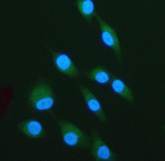 Immunofluorescent staining of LPXN using anti-LPXN antibody (green). LPXN was detected in an immunocytochemical section of cells. Enzyme antigen retrieval was performed using IHC enzyme antigen retrieval reagent for 15 mins. The cells were blocked with 10% goat serum. And then incubated with 5 ug/ml rabbit anti-LPXN antibody overnight at 4oC. DyLight 488 Conjugated Goat Anti-Rabbit IgG was used as secondary antibody at 1:500 dilution and incubated for 30 minutes at 37oC. The section was counterstained with DAPI nuclear stain (blue). Visualize using a fluorescence microscope and filter sets appropriate for the label used.