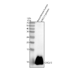 Western blot analysis of CXCL13 using anti-CXCL13 antibody. Lane 1: recombinant human CXCL13 protein. After electrophoresis, proteins were transferred to a nitrocellulose membrane at 150 mA for 50-90 minutes. Blocked the membrane with 5% non-fat milk/TBS for 1.5 hour at RT. The membrane was incubated with rabbit anti-CXCL13 antibody at 0.5 ug/ml overnight at 4oC, then washed with TBS-0.1%Tween 3 times with 5 minutes each and probed with a goat anti-rabbit IgG-HRP secondary antibody at a dilution of 1:5000 for 1.5 hour at RT. The signal was developed using enhanced chemiluminescent. A specific band was detected for CXCL13 at approximately 9 kDa.
