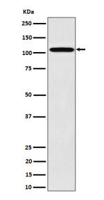 Western blot analysis of Nup107 expression in human 293 cell lysate using NUP107 antibody. Expected molecular weight ~107 kDa.