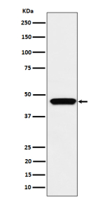 Western blot analysis of expression in human Jurkat cell lysate using MAPKAPK3 antibody. Predicted molecular weight ~43 kDa.