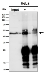 Immunoprecipitation analysis using the MAPKAPK3 antibody at 1:50 dilution. Western blot at 1:500 dilution. Predicted molecular weight ~43 kDa.