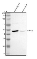 Western blot analysis of Mmp12 using anti-Mmp12 antibody. Lane 1: mouse thymus tissue lysates, Lane 2: mouse spleen tissue lysates. After electrophoresis, proteins were transferred to a nitrocellulose membrane at 150 mA for 50-90 minutes. Blocked the membrane with 5% non-fat milk/TBS for 1.5 hour at RT. The membrane was incubated with rabbit anti-Mmp12 antibody at 0.5 ug/ml overnight at 4oC, then washed with TBS-0.1%Tween 3 times with 5 minutes each and probed with a goat anti-rabbit IgG-HRP secondary antibody at a dilution of 1:5000 for 1.5 hour at RT. The signal was developed using enhanced chemiluminescent. Predicted molecular weight: ~55 kDa (pro form), ~45 kDa and ~22 kDa (active forms).