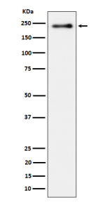 Western blot analysis of Phospho-LRP6 (S1490) expression in lysate from human HeLa cells treated with Calyculin, using Phospho-LRP6 (Ser1490) antibody. A strong band is detected at ~220-230 kDa, consistent with the mature, heavily N-glycosylated and hyperphosphorylated form of LRP6, which migrates slower than the ~180 kDa unglycosylated core polypeptide.