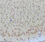 Immunohistochemical staining of Tuberin/TSC2 (Phospho-S939) using anti-Phospho-Tuberin (Ser939) antibody. Tuberin/TSC2 (Phospho-S939) was detected in a paraffin-embedded section of mouse brain tissue. Heat mediated antigen retrieval was performed in EDTA buffer (pH 8.0, epitope retrieval solution). The tissue section was blocked with 10% goat serum. The tissue section was then incubated with a dilution of 1:50 rabbit anti-Phospho-Tuberin (Ser939) antibody overnight at 4oC. Peroxidase Conjugated Goat Anti-rabbit IgG was used as secondary antibody and incubated for 30 minutes at 37oC. The tissue section was developed using an HRP secondary and DAB substrate.