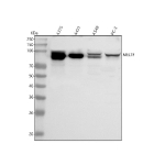 Western blot analysis of MELTF using anti-MELTF antibody. Lane 1: human whole cell lysates, Lane 2: human whole cell lysates, Lane 3: human whole cell lysates, Lane 4: human PC-3 whole cell lysates. After electrophoresis, proteins were transferred to a nitrocellulose membrane at 150 mA for 50-90 minutes. Blocked the membrane with 5% non-fat milk/TBS for 1.5 hour at RT. The membrane was incubated with rabbit anti-MELTF antibody at 0.5 ug/ml overnight at 4oC, then washed with TBS-0.1%Tween 3 times with 5 minutes each and probed with a goat anti-rabbit IgG-HRP secondary antibody at a dilution of 1:5000 for 1.5 hour at RT. The signal was developed using enhanced chemiluminescent. Human cell lysates show a ~90 kDa doublet, consistent with differential N-glycosylation and membrane (GPI-anchored) versus secreted processing variants reported for melanotransferrin.